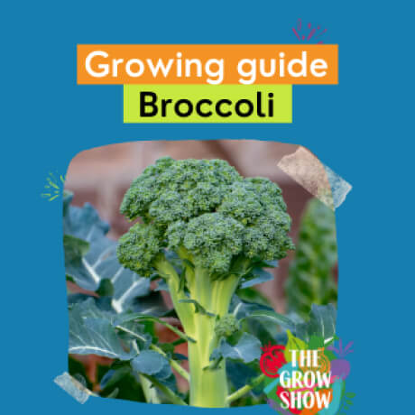 Growing Guide Broccoli