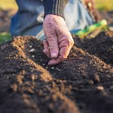 gardener sowing seeds